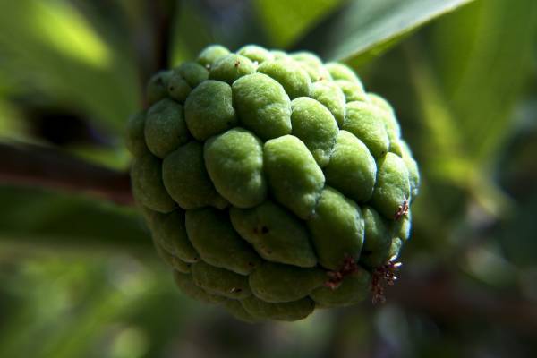 Flerimo Agro Jumbo Sitafal